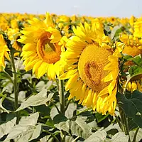 NELSON насіння соняшника під челенж Канада