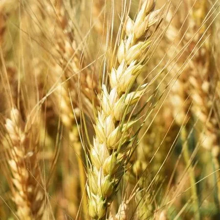 OSHAVA насіння пшениці дворучка. Канада