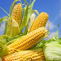 HIDRA ФАО 250 насіння кукурудзи високоурожайної Канада