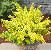 Саженцы барбариса Тунберга Сенсейшен (Berberis thunbergii Sensation)