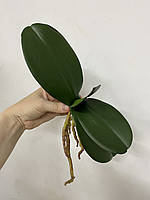 Лист орхидеи латексный