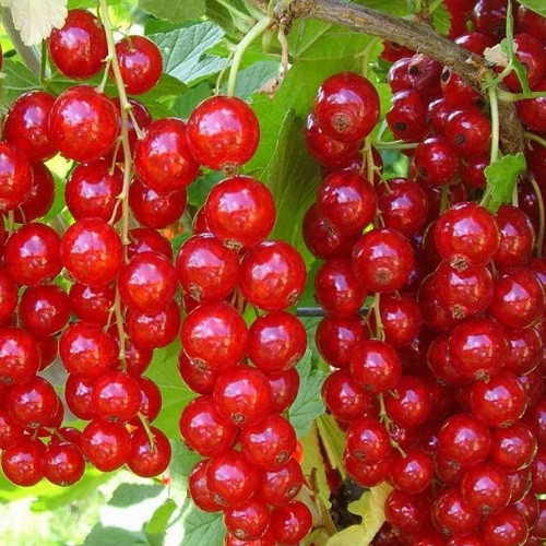 Смородина червона " Орловська Зірка ", фото 1