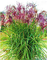 Мискантус китайский Ред Чиф \ Miscanthus sinensis Red Chief ( саженцы 3л )