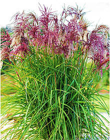 Міскантус китайський Ред Чіф \ Miscanthus sinensis Red Chief ( саджанці 3л )