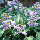 Хоста Blue Mouse Ears, фото 5