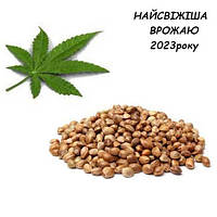 Конопля Рибальська 2023