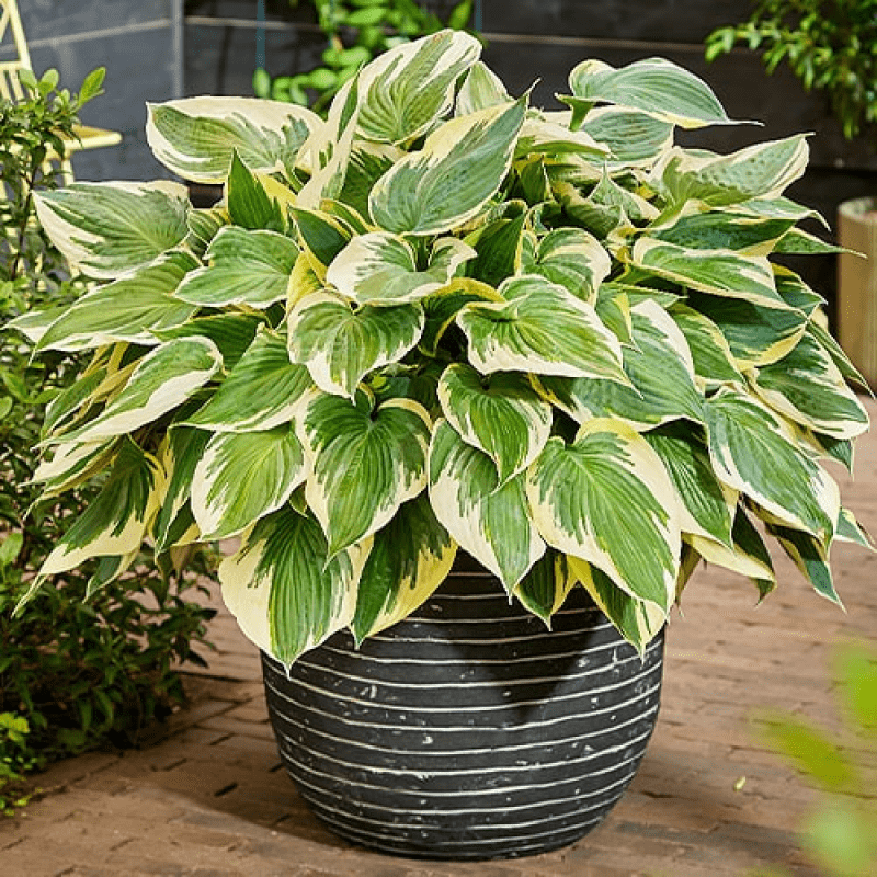 Хоста Hi-Class, фото 1