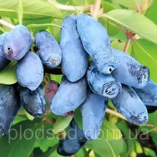 Жимолость їстівна Захоплення 2 роки