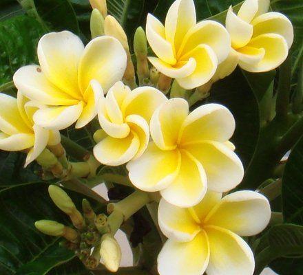 Плюмерія Dwarf Yellow (висота 10-20 см)