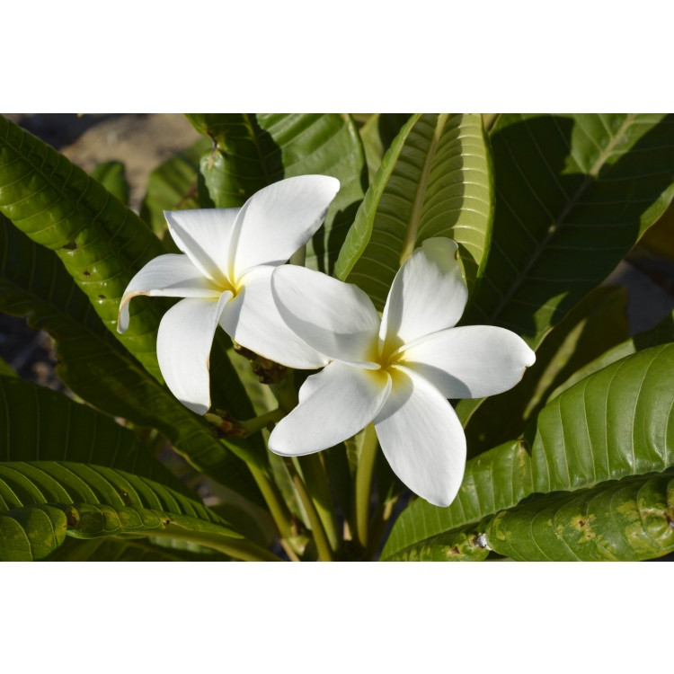 Плюмерія Samoan Fluff (висота 10-20 см)