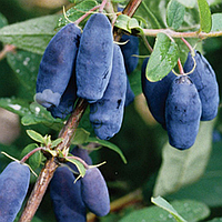 Жимолость їстівна Сунична Сенсація 2 роки