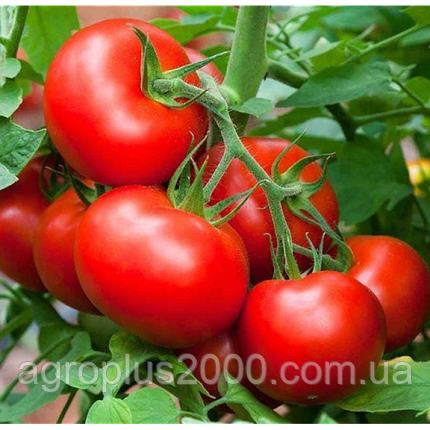 Насіння Томат детермінантний Беталюкс 0,3 грама PNOS, фото 2