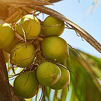 Аромамасло Candlescience Coconut Soleil ( Солнечный кокос)