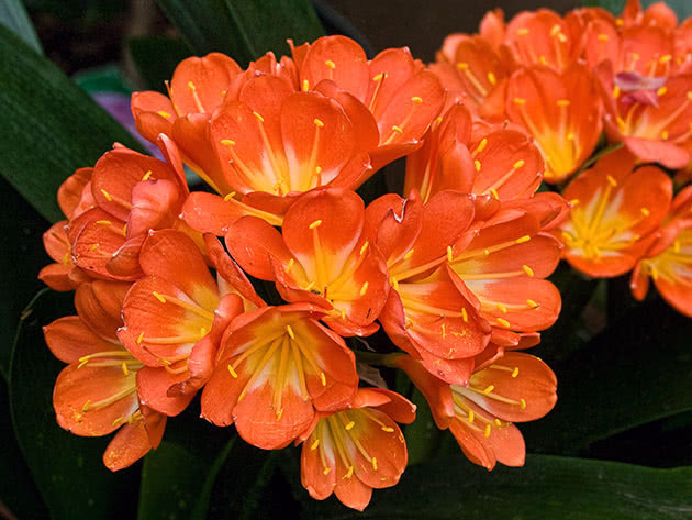 Клівія кіноварна, фото 1