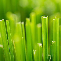 Аромамасло Candlescience Fresh Cut Grass (Свежескошенная трава)