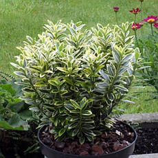 Бересклет японський Microphyllus Aureovariegatus 2 річний, Бересклет японский Микрофила ауреавариегата, фото 5