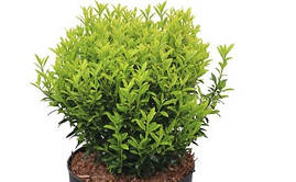 Бересклет японський Microphyllus Aureovariegatus 2 річний, Бересклет японский Микрофила ауреавариегата, фото 3