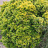 Бересклет японський Microphyllus Aureovariegatus 2 річний, Бересклет японский Микрофила ауреавариегата, фото 7