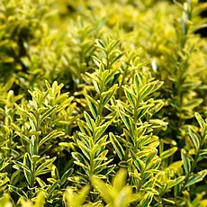 Бересклет японський Microphyllus Aureovariegatus 2 річний, Бересклет японский Микрофила ауреавариегата, фото 4