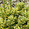 Бересклет японський Microphyllus Aureovariegatus 2 річний, Бересклет японский Микрофила ауреавариегата, фото 6