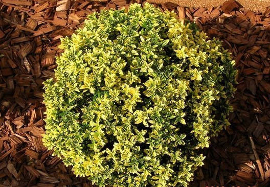 Бересклет японський Microphyllus Aureovariegatus 2 річний, Бересклет японский Микрофила ауреавариегата, фото 1