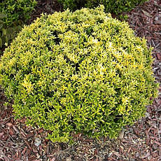 Бересклет японський Microphyllus Aureovariegatus 2 річний, Бересклет японский Микрофила ауреавариегата, фото 2