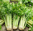 Селера черешкова Паскаль НК Еліт 0,5 г, фото 2