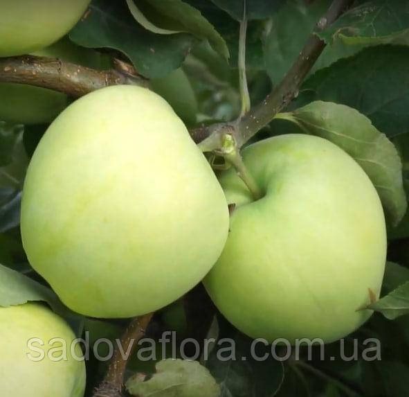Саженцы яблони Белый налив - фото 3 - id-p1586942406