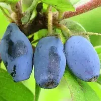 Жимолость їстівна Серце Гіганта  (Giant's Heart) 2 роки