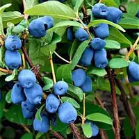 Жимолость їстівна Аврора 2 роки