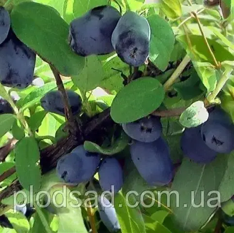 Жимолость їстівна Індіго Джем 2 роки