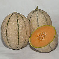 Насіння дині Массімо F1, 500 насінин, Syngenta