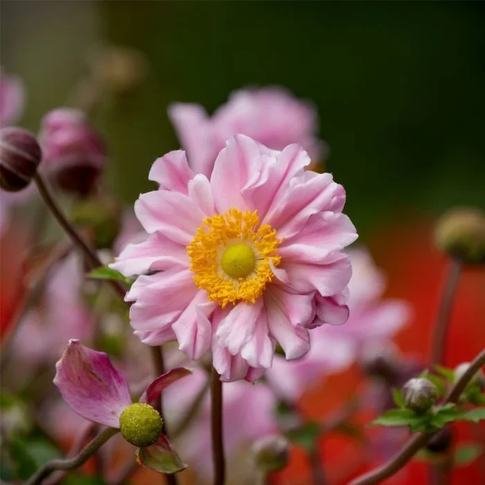 Анемона "Garden Breeze Whirlwind Pink"