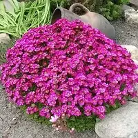Арабіс "Deep Rose"