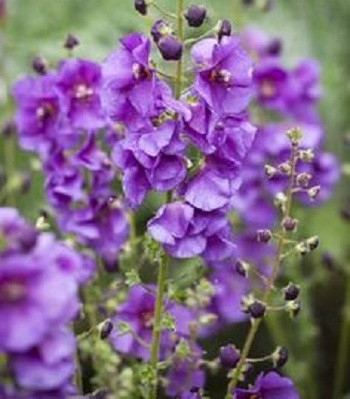 Вербаскум "Violet Hill"