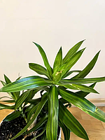 Домашня рослина Драцена [Dracaena marginata)