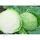 Капуста білочанна Кевін F1 20 шт Beste Kern, фото 2