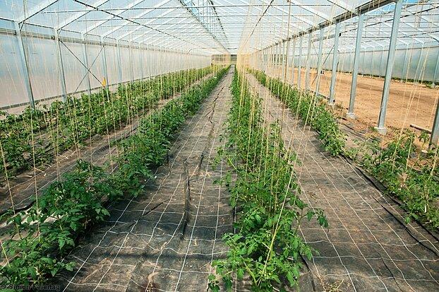 shema-posadki-tomatov-v-teplitse-3h6 shema-posadki