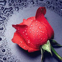 Алмазная мозаика Красная роза DM-005 Алмазная мозаика 22х24 полная зашивка квадратные 16цветов