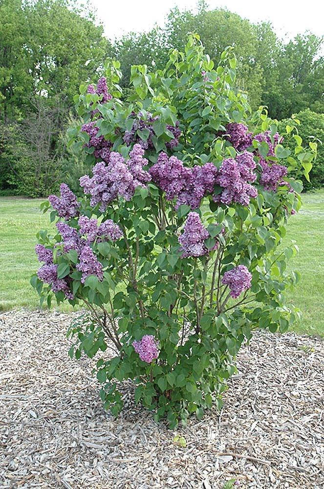 Сирень Сенсация \ Syringa vulgaris " Sensation"( саженцы 2 года 80 - 100см ) - фото 3 - id-p1090101750