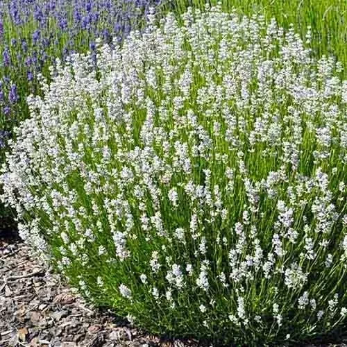 Лаванда "Edelweiss"