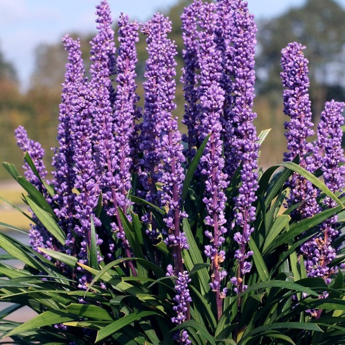 Ліріопе "Royal Purple"