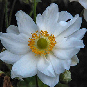 Анемона гібридна 'Whirlwind'. Контейнер 1,5л