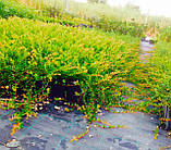 Саджанці журавлини 3 літні сорт "Ховес" великоплідна, фото 2