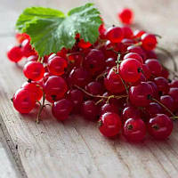 Аромаолія Candlescience Red Currant (Червона смородина)