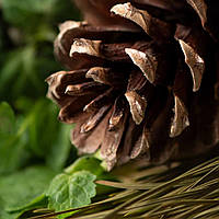 Аромамасло Candlescience Sugar Pine and Patchouli (Сахарная сосна и патчули)