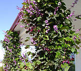 Насіння Доліхос гіацинтові боби 5 шт., фото 2