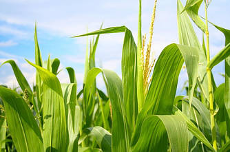 Насіння кукурудзи НС-2612 (NS-2612) Нове Сад Сербія (ФАО-260)