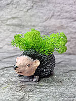 Кашпо їжачок з мохом Стабілізований мох Оригінальне кашпо Подарунок дитині Декор для кімнати Зелені рослини