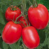 Ріо Фуего насіння томату GSN-Semences 5 г